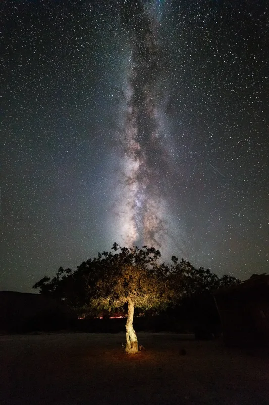 Un árbol solitario bajo la franja vertical de la Vía Láctea.